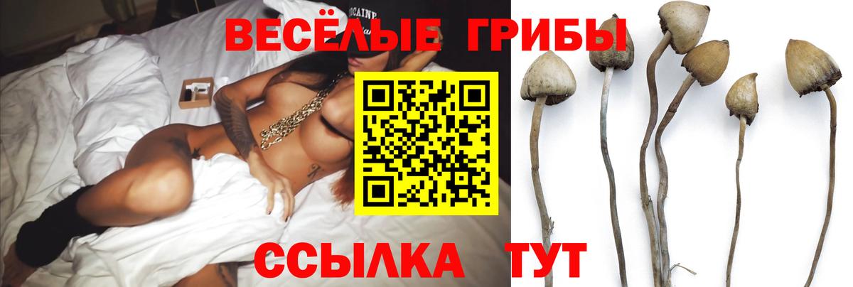 Грязи  Галлюциногенные грибы Psilocybine cubensis  Галлюциногенные грибы прущие грибы  Вход с VPN 
